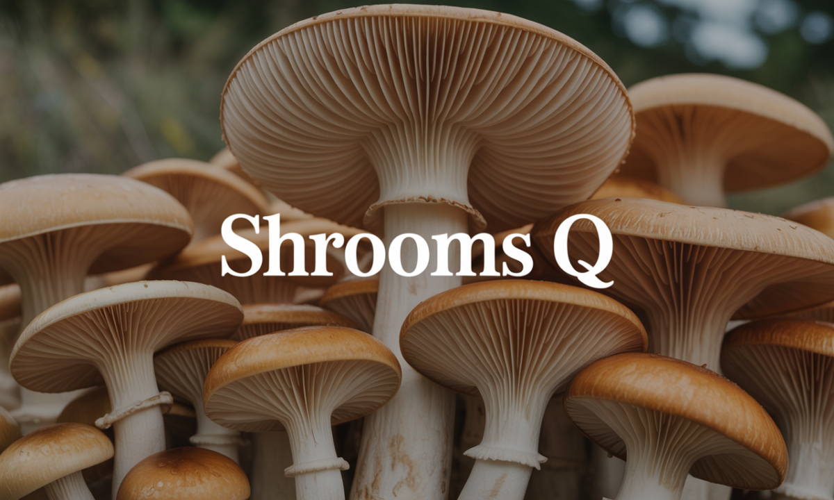 Illustration de Shrooms Q, Personnalités et Célébrités